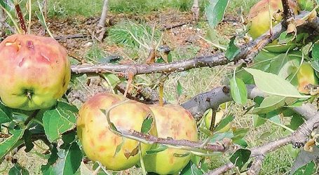 Maggio da dimenticare per l’agricoltura di montagna