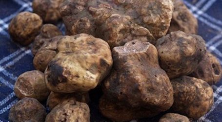 Torna la fiera del tartufo