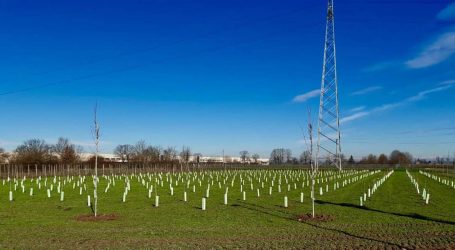 A Stradella 1000 alberi per il bosco urbano