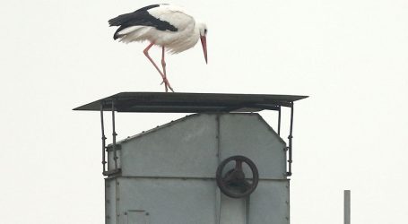 Sono tornate le cicogne a Castelnuovo