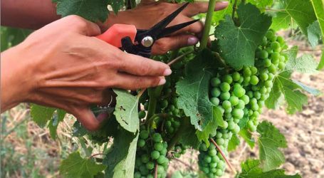 Vendemmia verde? Ecco una soluzione