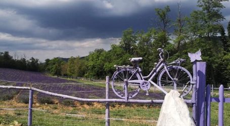 È scoppiata la “lavanda-mania”