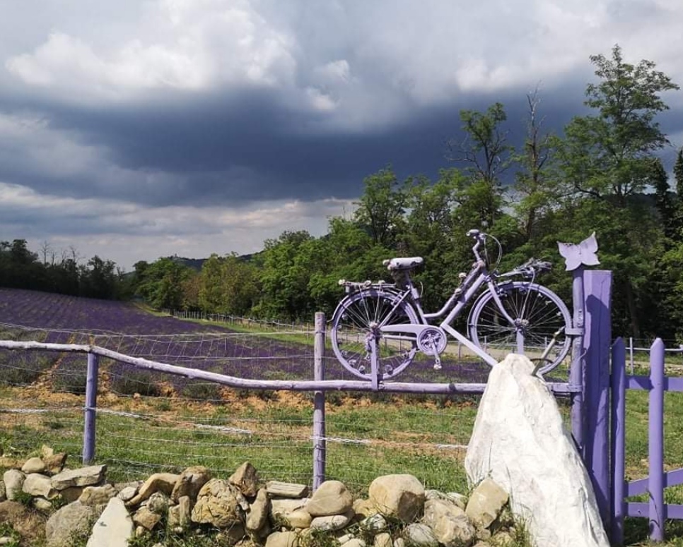 È scoppiata la “lavanda-mania” - Il Popolo Tortona