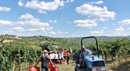 Vendemmia a rischio per il Covid