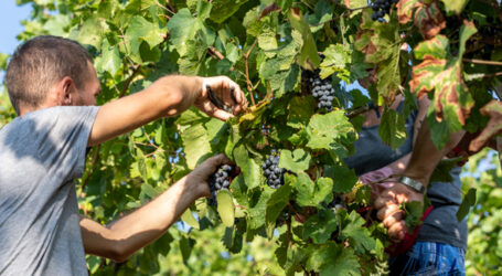 Vendemmia, si partirà in ritardo