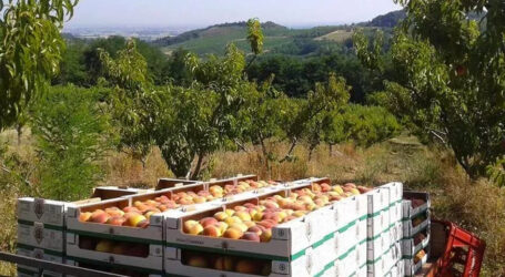 Il 2021 anno “nero” per la frutta italiana