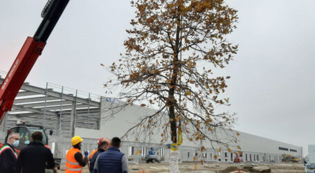 Il primo albero della logistica green