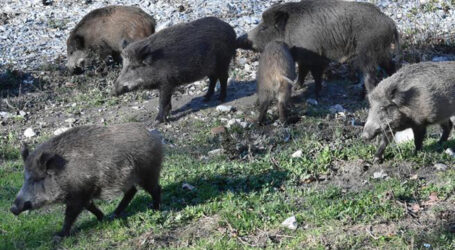 La Psa sta mettendo in ginocchio i produttori delle nostre valli