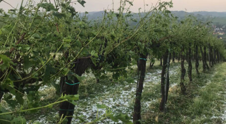 Ancora grandine: colpito il Casteggiano