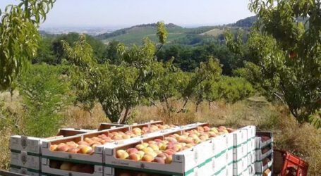 Il maltempo frena la “Volpedo Frutta”