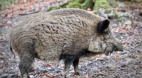 La peste suina è arrivata in Valle Staffora