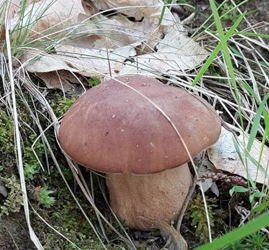 Tutto è ok per la raccolta di funghi e tartufi