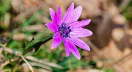 Gli Anemoni colorano i boschi del nostro Appennin