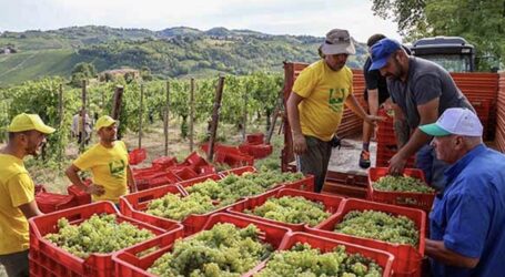 Vendemmia al via in anticipo ma…
