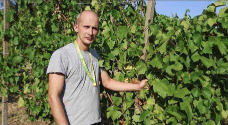 L’Oltrepò è già in vendemmia