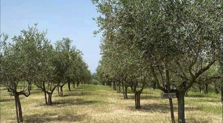 Dalle vigne agli ulivi, l’Oltrepò cambia volto